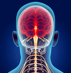 illustration of the neural canals of the cervical spine
